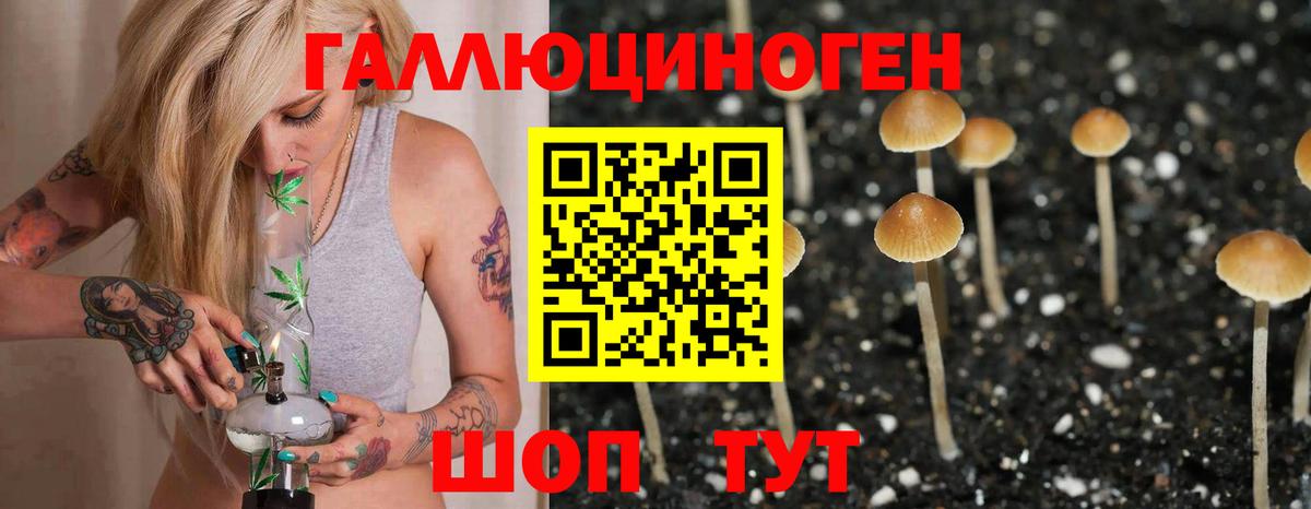 Галлюциногенные грибы Psilocybe Светлоград